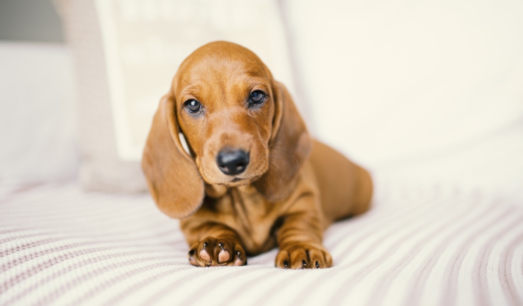 Маленький забавный щенок таксы на белом фоне 