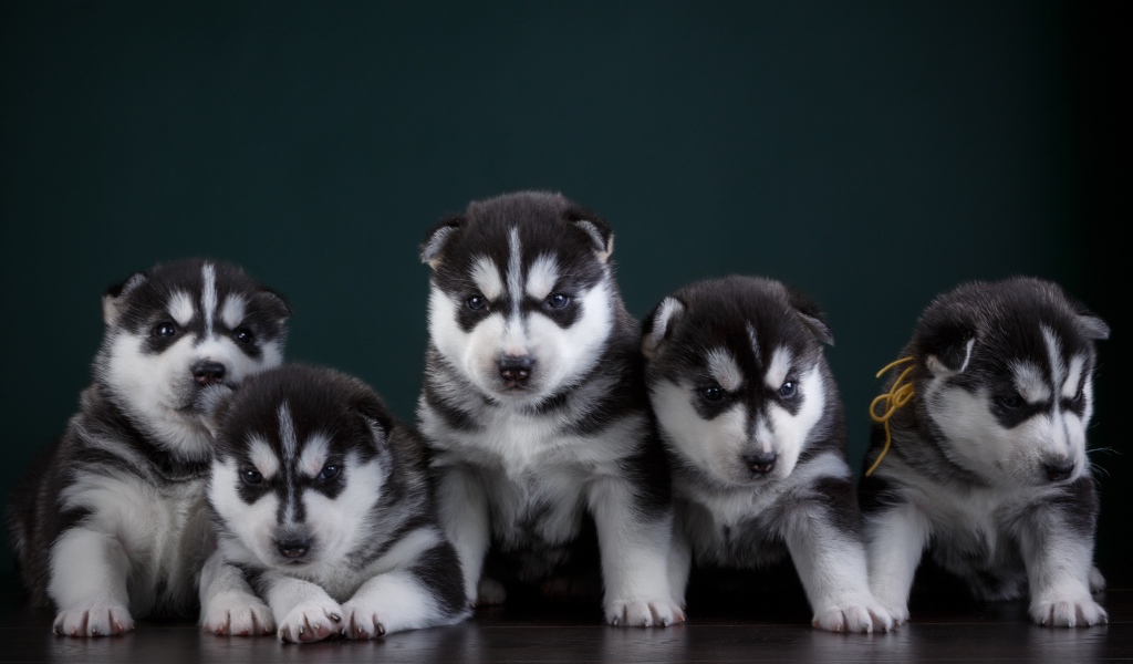 Маленькие забавные щенки хаски