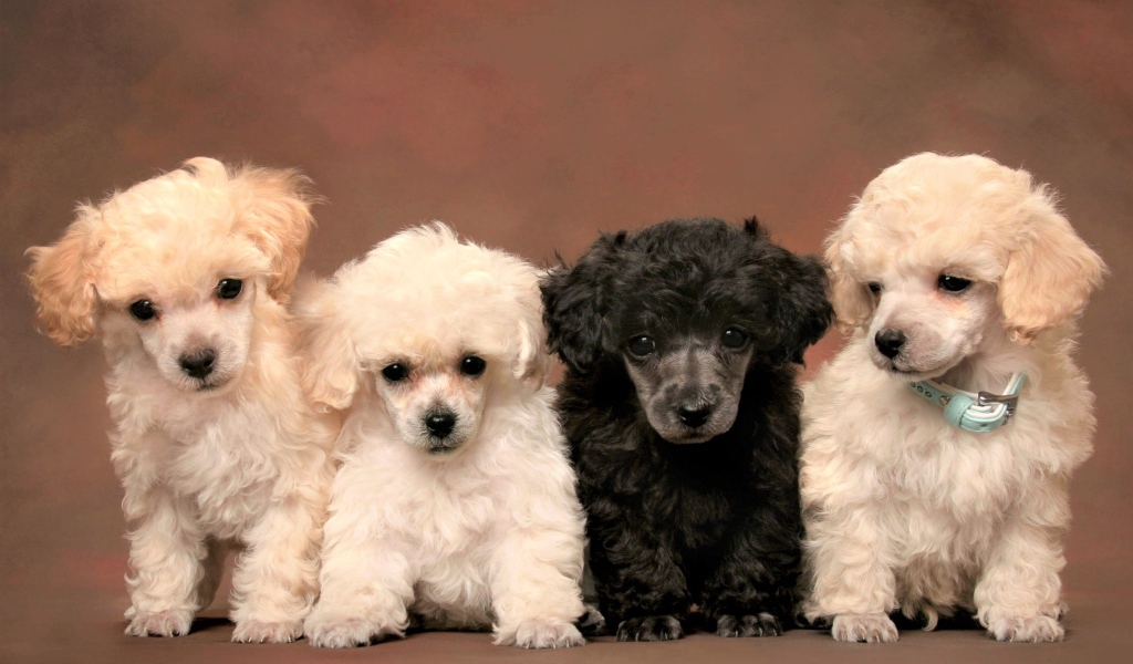 Маленькие забавные щенки пуделя