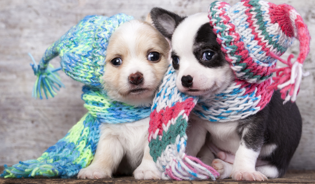Маленькие щенята в забавных вязаных шапках 