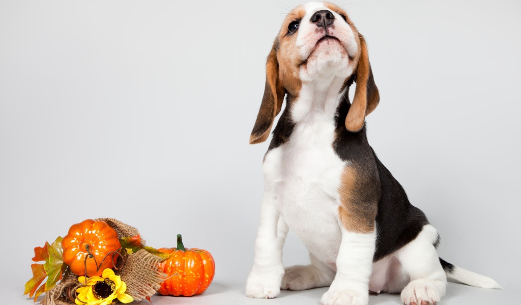 Маленький щенок бигля позирует на сером фоне