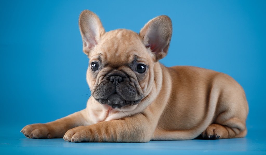 Маленький щенок французского бульдога на голубом фоне