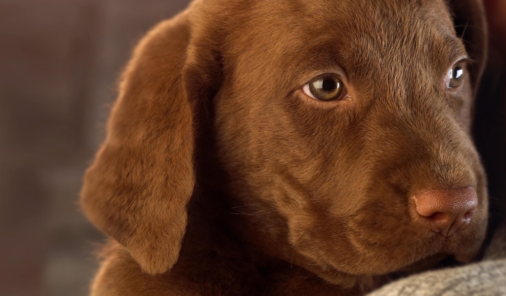 Маленький грустный коричневый  щенок лабрадора 