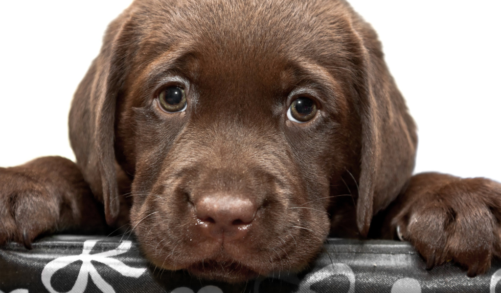 Маленький грустный коричневый щенок ретривера