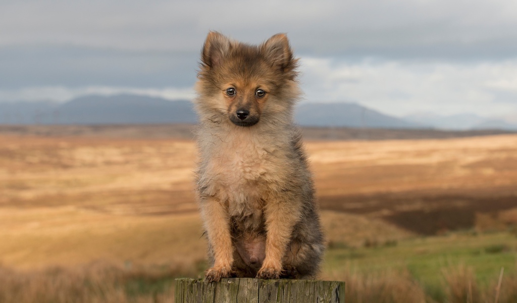 Одинокий маленький щенок на пне 