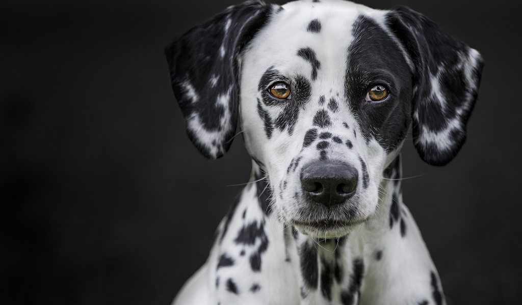 Морда большого красивого далматина на черном фоне