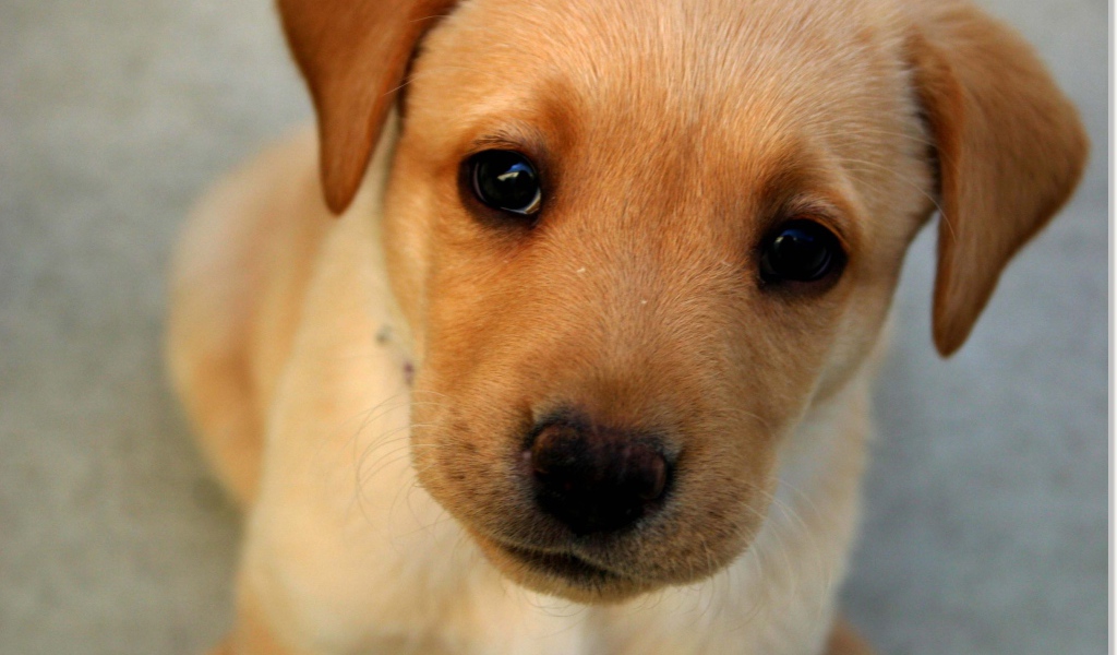 Морда маленького щенка с грустными глазами 