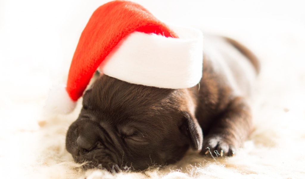 Новорожденный щенок в шапке Деда Мороза на новый 2018 год собаки