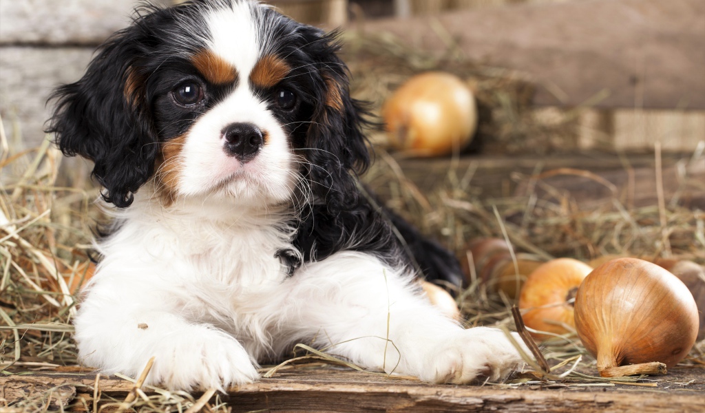 Щенок Кавалер Кинг Чарльз Спаниель лежит на сухой траве