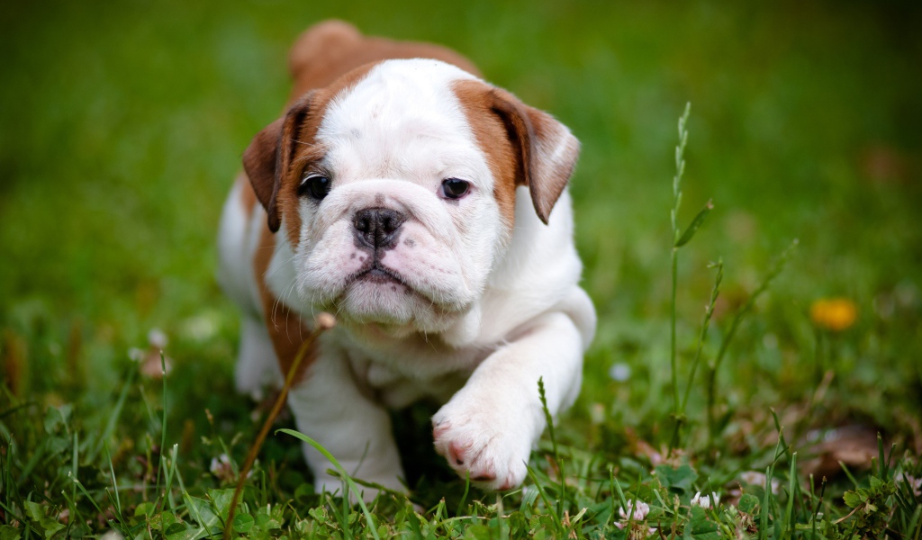 Щенок английского бульдога бежит по зеленой траве