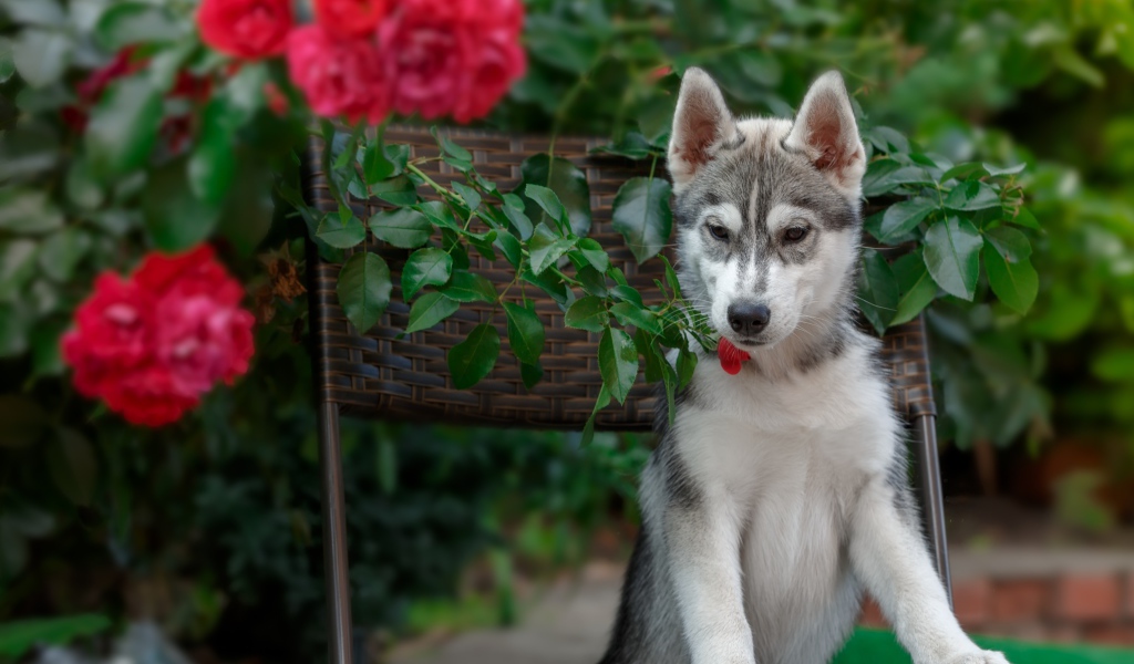 Щенок хаски стоит на стуле рядом с красными цветами