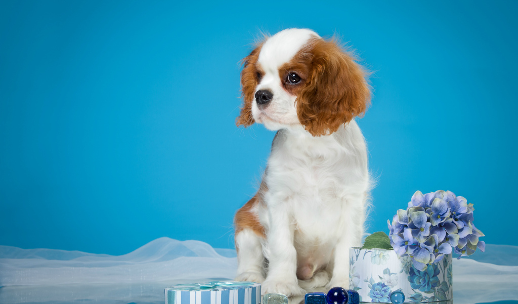 Щенок  Кинг Чарльз Спаниель на голубом фоне