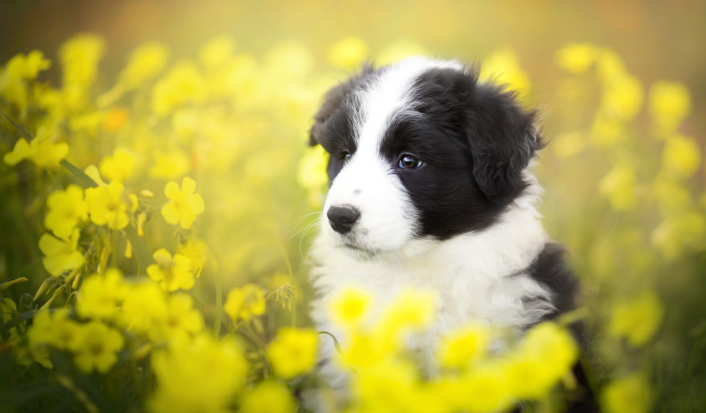 Щенок породы бордер-колли сидит в желтых цветах 