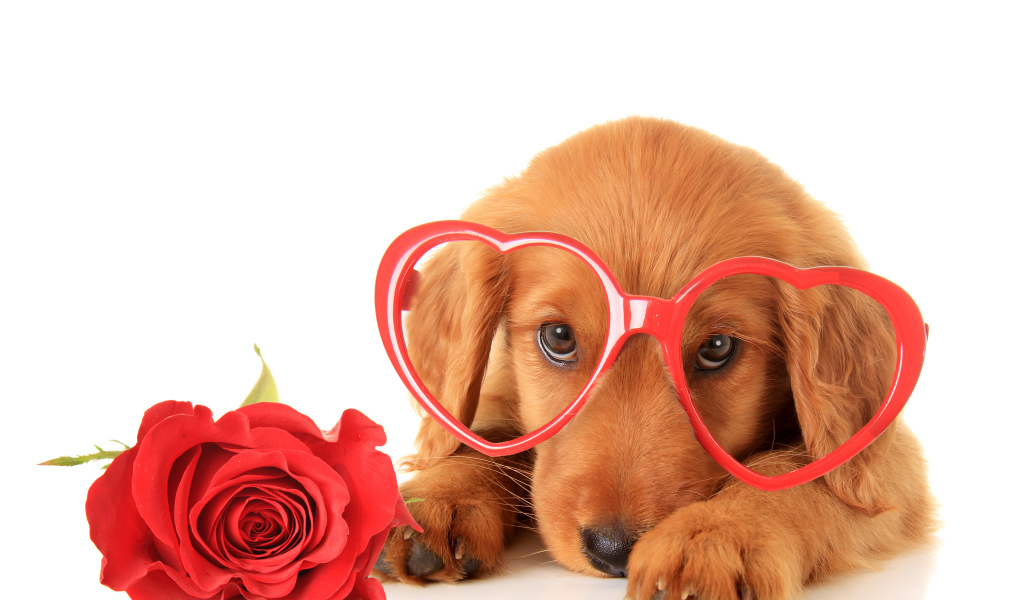 Щенок в очках и красным цветком розы на белом фоне
