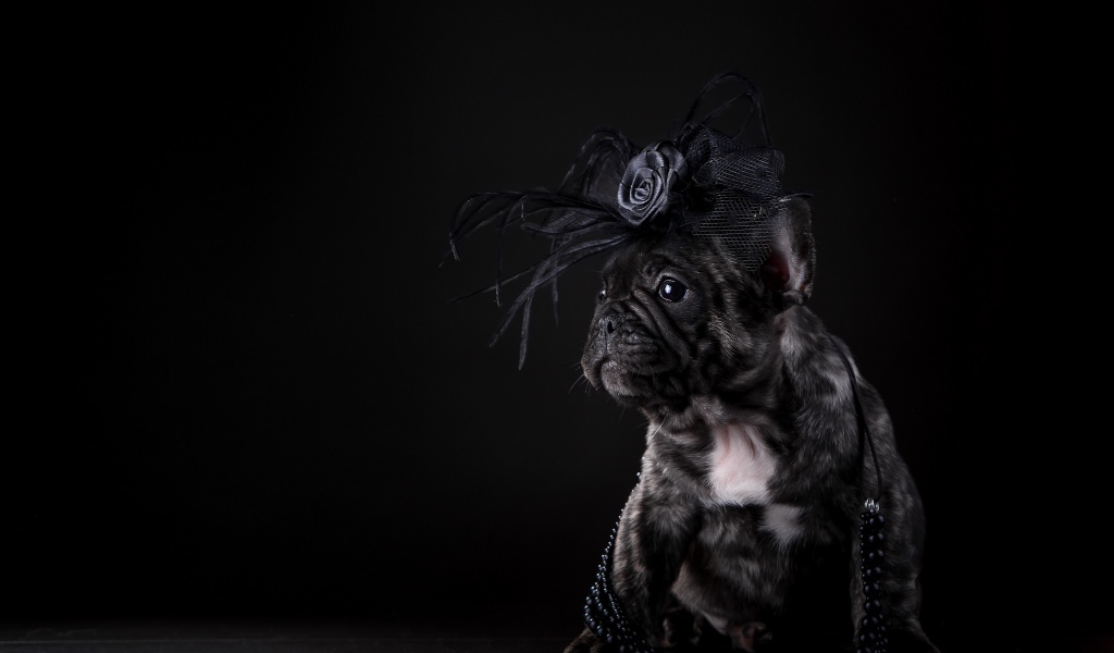 Щенок французского бульдога с украшением на голове на черном фоне