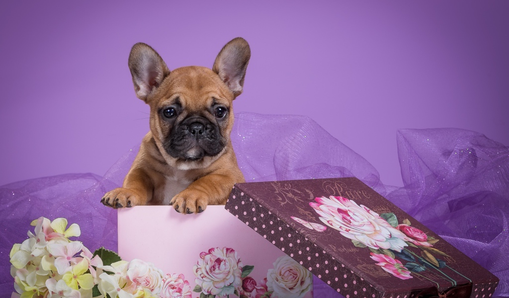 Щенок бульдога в подарочной коробке на фиолетовом фоне