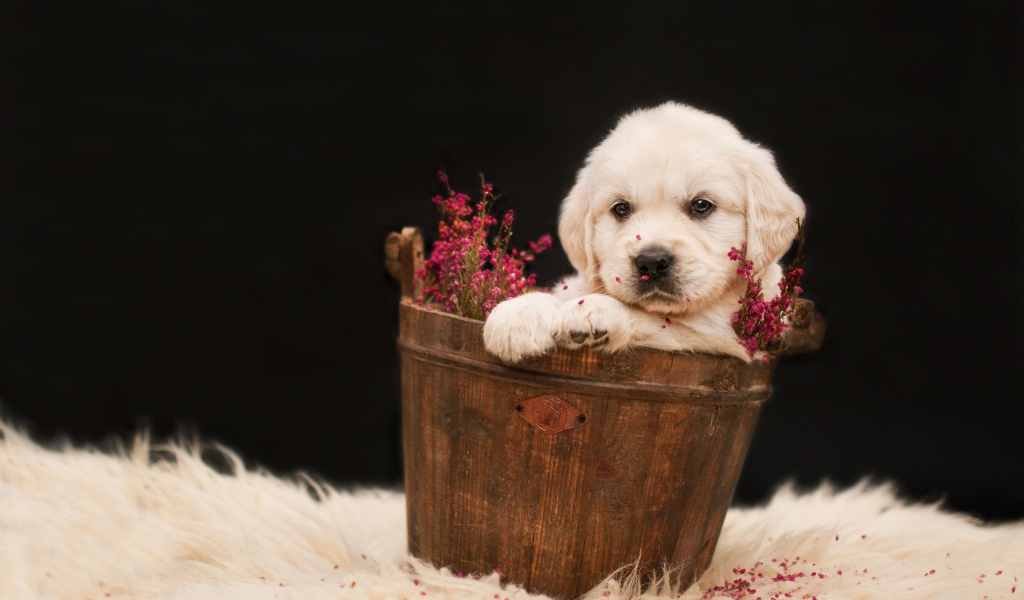 Щенок золотистого ретривера в деревянном ведре с цветами