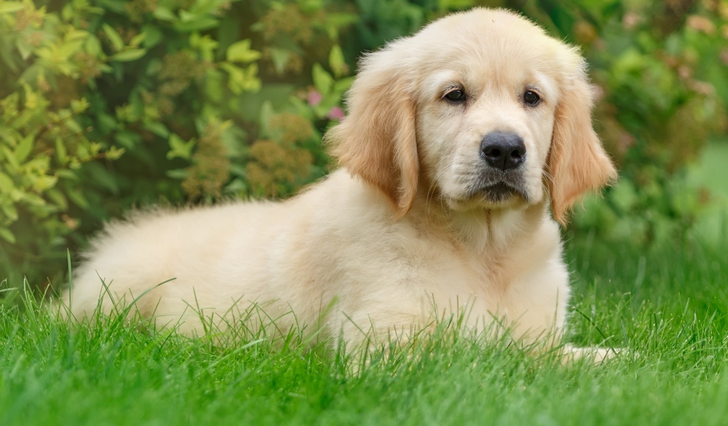 Щенок золотистого ретривера лежит на зеленой траве