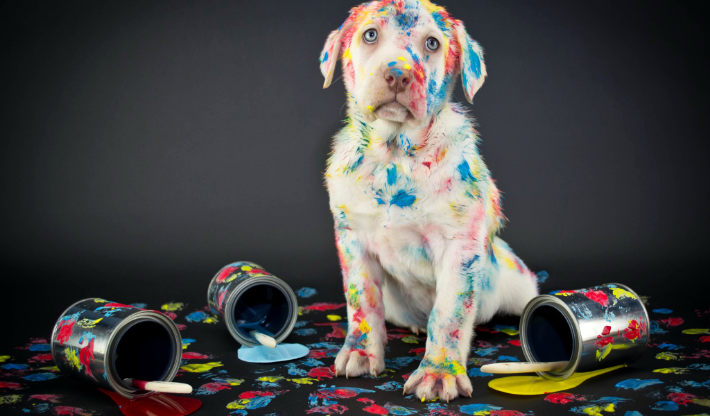 Щенок золотистого ретривера вымазался в краску