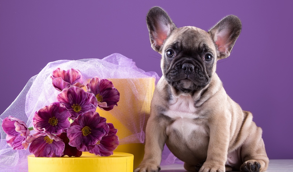 Щенок французского бульдога с букетом 