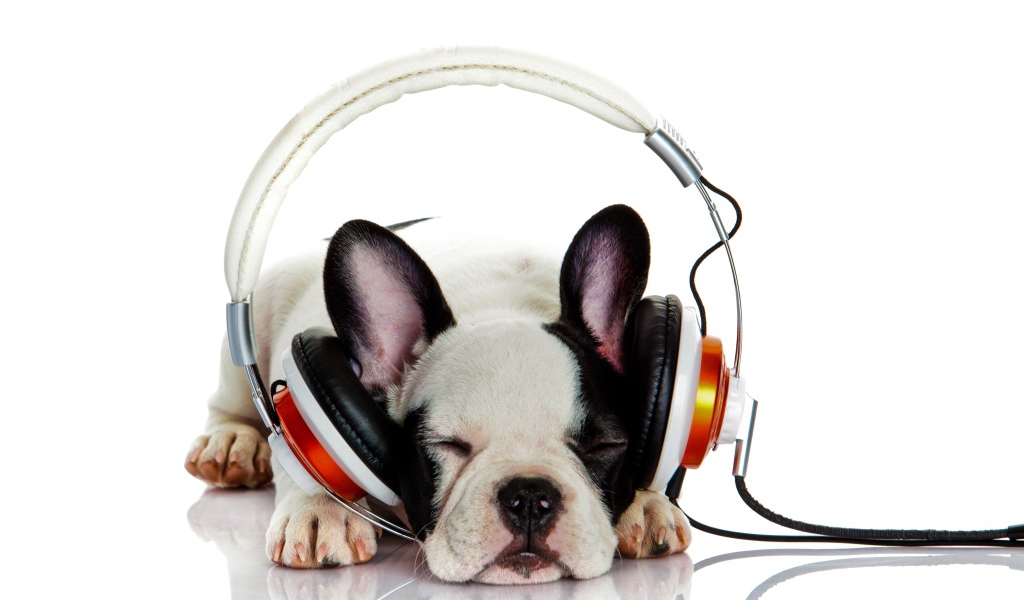 Щенок французского бульдога в наушниках 