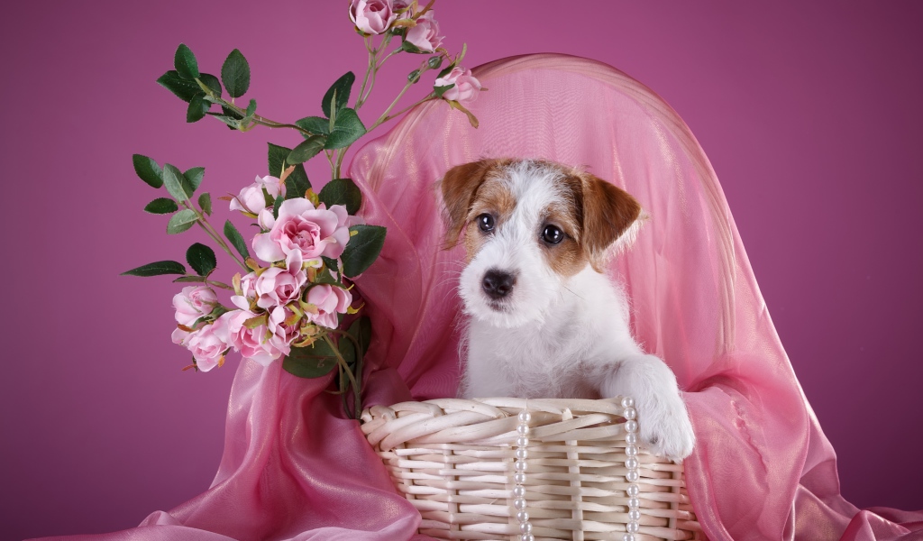 Щенок силихем-терьер в розовой корзине с цветами