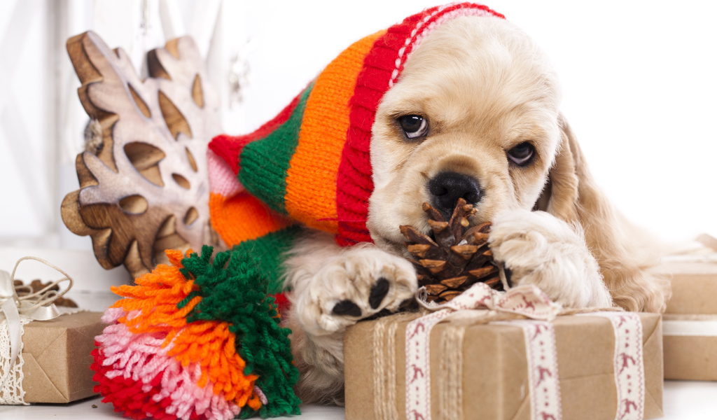 Щенок спаниеля в шапке с подарками