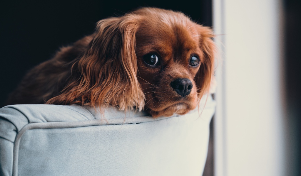 Щенок с грустным взглядом лежит на спинке дивана