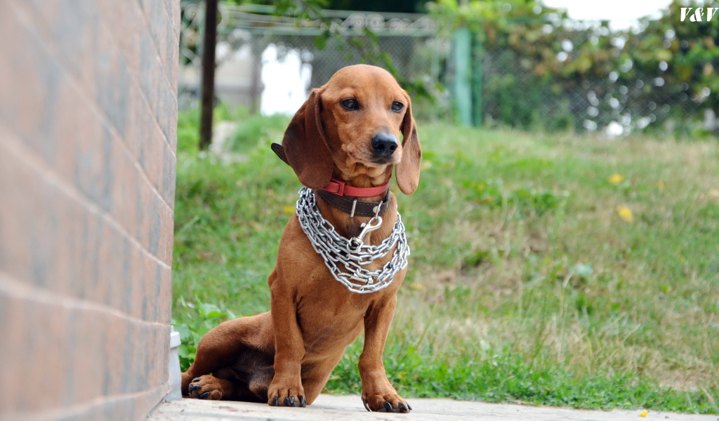 Грустная такса с цепью на шее