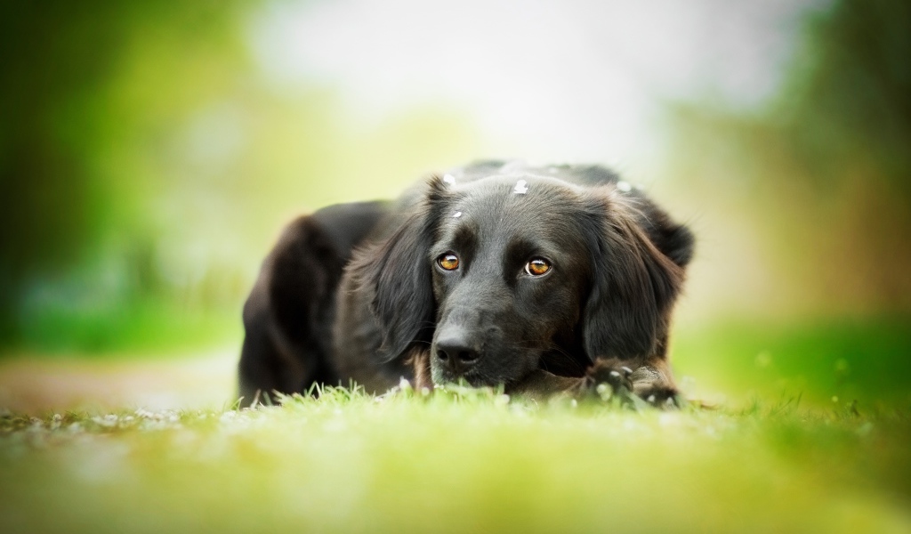 Грустный черный пес лежит на зеленой траве
