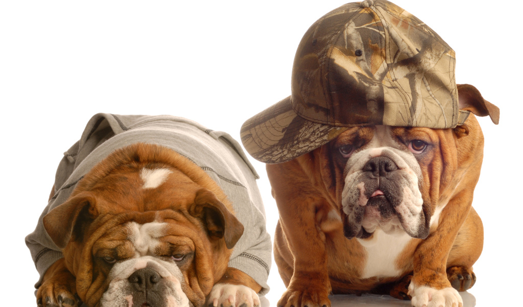 Грустные бульдоги в костюмах на белом фоне