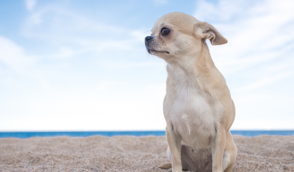 Грустный чихуахуа  сидит на песке у моря