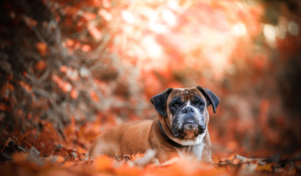 Грустная собака породы боксер лежит на опавшей листве