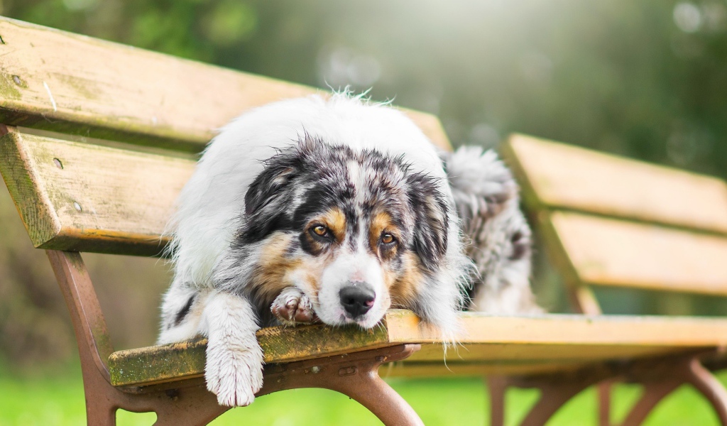 Грустная собака породы английская овчарка лежит на лавке 