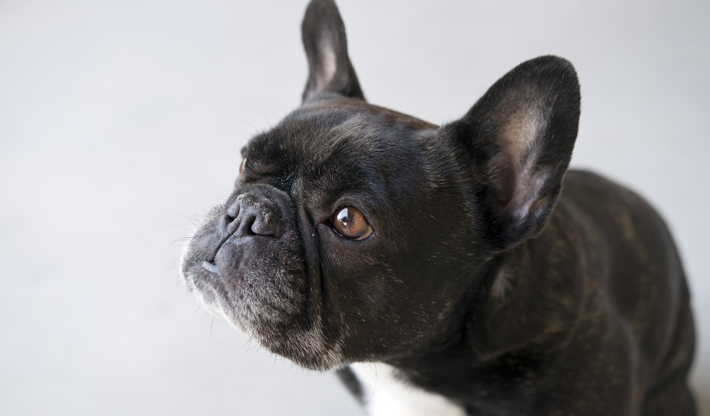 Грустная собака породы французский бульдог 