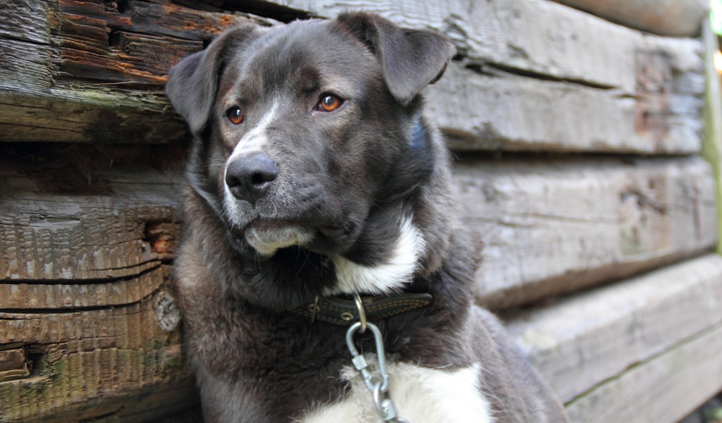 Грустный пес на цепи 