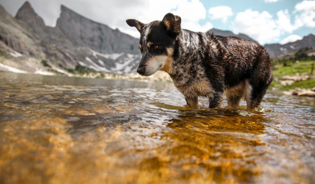 Грустная собака стоит в воде