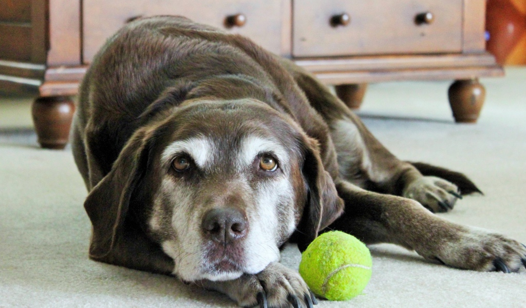 Грустная собака с теннисным мячом  