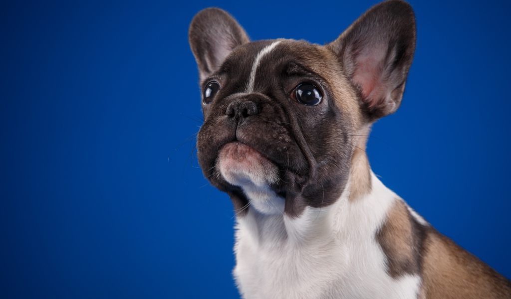 Грустный маленький французский бульдог на голубом фоне