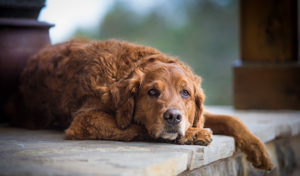 Грустный взгляд большой рыжей собаки