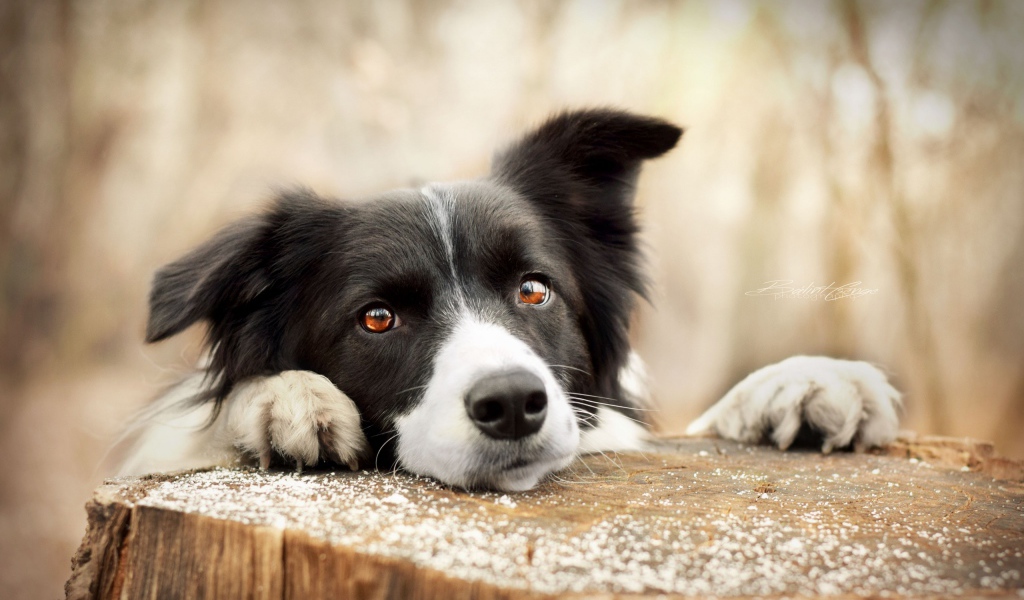 Грустный взгляд собаки породы бордер-колли