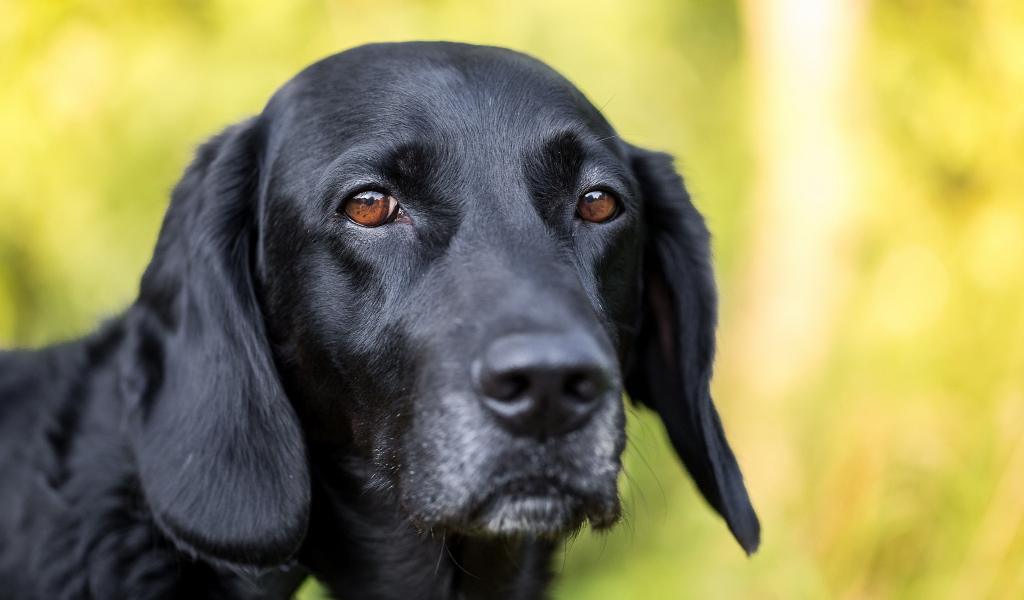 Грустная морда черного лабрадора