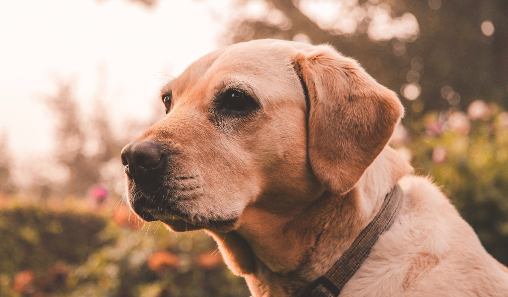Грустная морда собаки породы золотистый ретривер