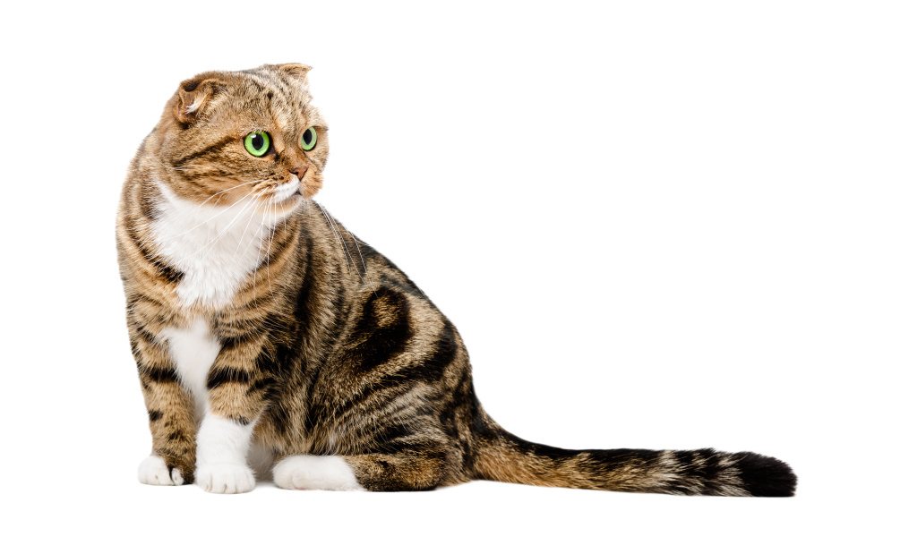 Шотландский вислоухий кот на белом фоне