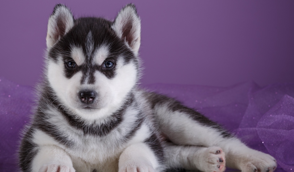 Серьезный щенок хаски лежит на фиолетовом фоне
