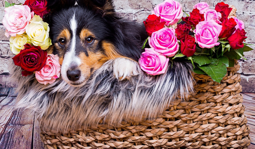 Собака породы Шелти лежит в корзине с розами 