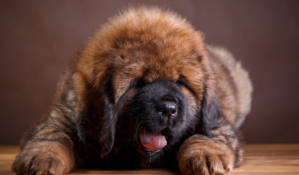 Милый пушистый щенок тибетского мастифа с высунутым языком