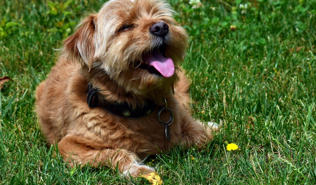 Терьер с высунутым языком лежит на зеленой траве