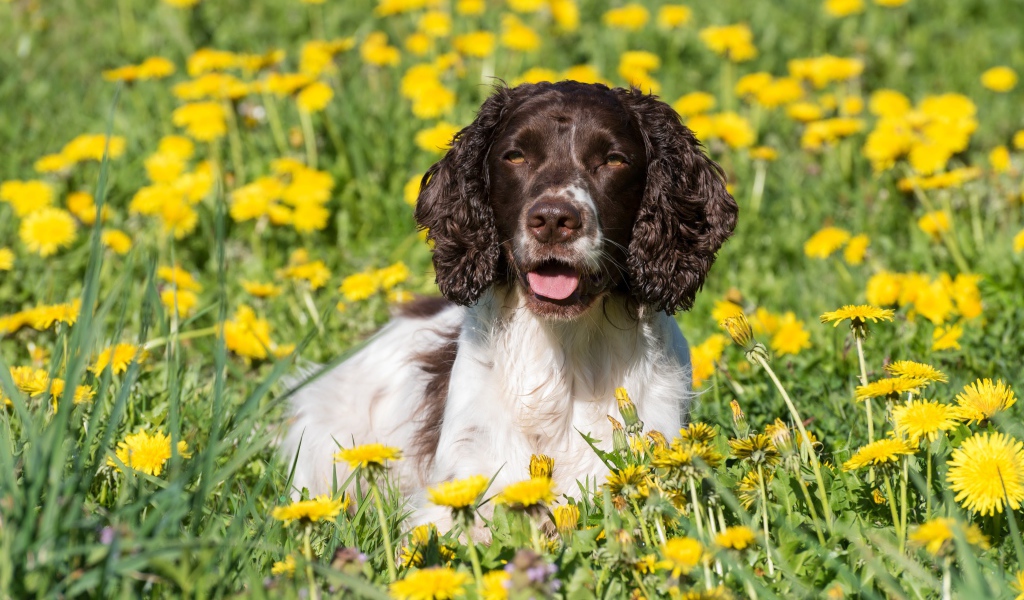 Кокер- спаниель лежит в желтых цветах одуванчика
