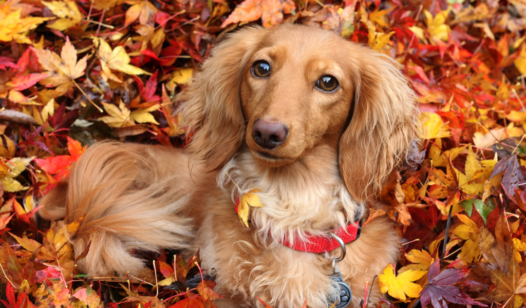 Собака породы такса лежит в желтой опавшей листве осенью